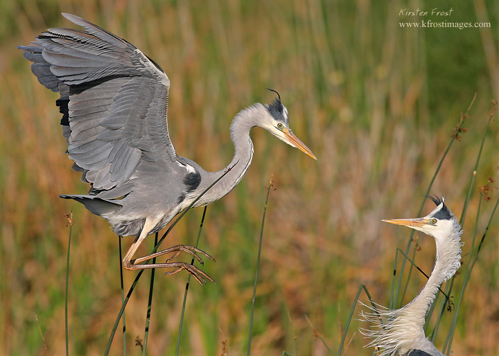 Grey Heron